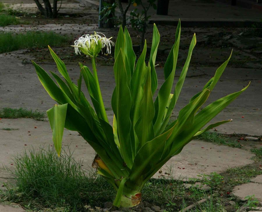 اصول کاشت و نگهداری گل سوسن عنکبوتی (2 نکته مهم) اصول کاشت و نگهداری گل سوسن عنکبوتی (2 نکته مهم)
