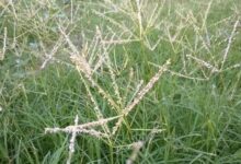 آشنایی با علف هرز پنجه مرغی (2 نکته مهم)