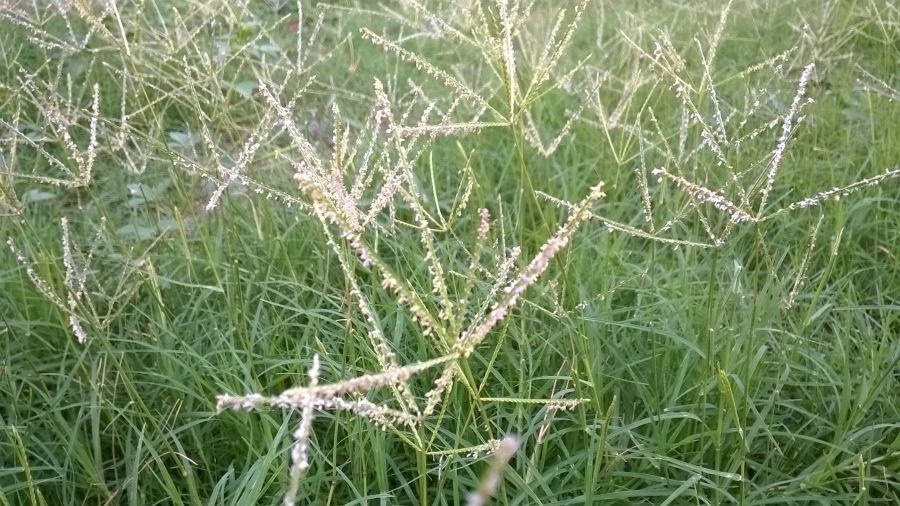 آشنایی با علف هرز پنجه مرغی (2 نکته مهم)