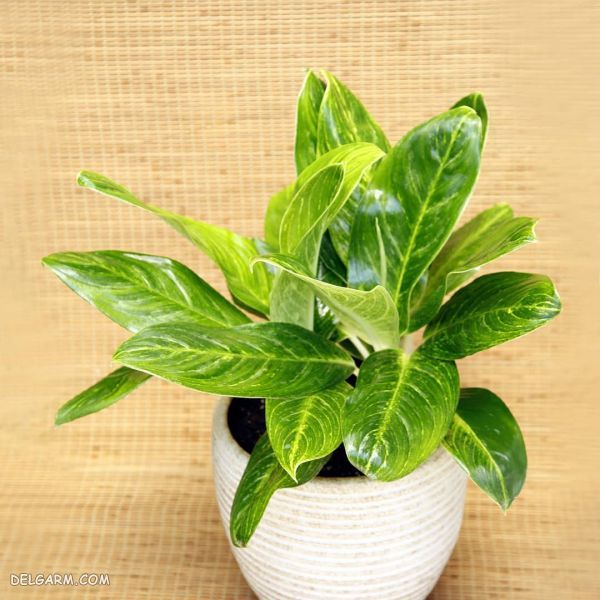 آگلونما طلایی