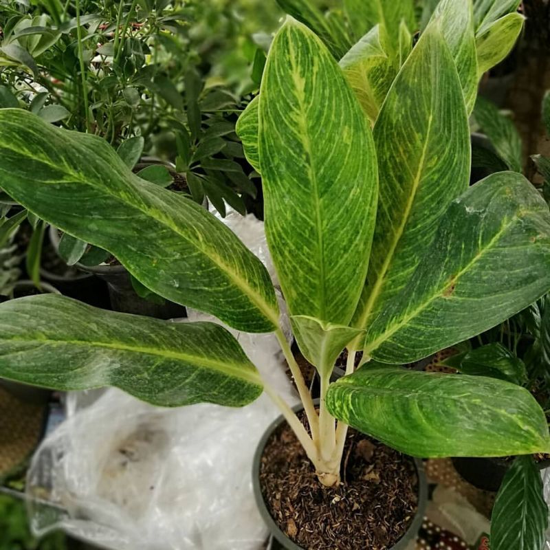 روش نگهداری و تکثیر آگلونما طلایی (2 نکته مهم)
