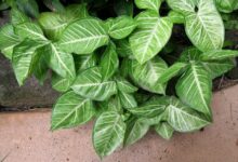 آشنایی با روش کاشت و تکثیر پنجه غازی (2 نکته مهم)