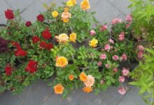 راهنمای نگهداری از گل ساناز (2 نکته مهم)