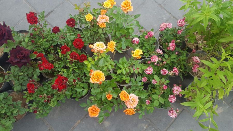 راهنمای نگهداری از گل ساناز (2 نکته مهم)