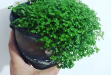 اصول نگهداری و تکثیر گیاه چمن عروس (2 نکته مهم)