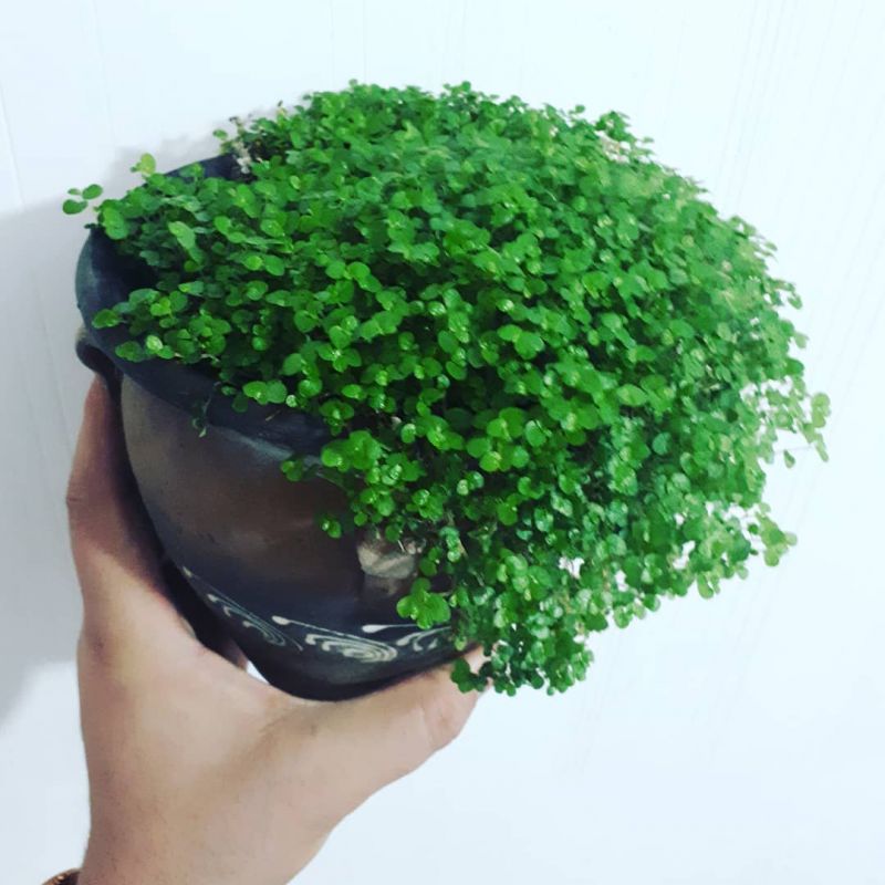 اصول نگهداری و تکثیر گیاه چمن عروس (2 نکته مهم) اصول نگهداری و تکثیر گیاه چمن عروس (2 نکته مهم)
