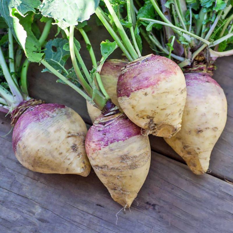 راهنمای کاشت و پرورش شلغم (2 نکته مهم) راهنمای کاشت و پرورش شلغم (2 نکته مهم)