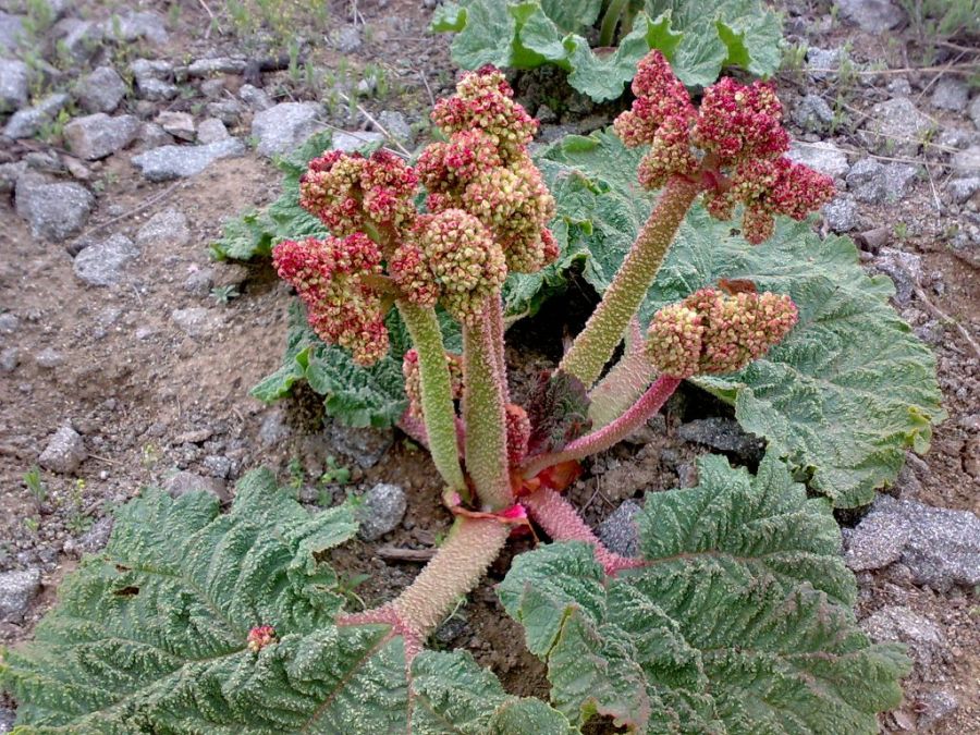 راهنمای کاشت و پرورش ریواس (2 نکته مهم) راهنمای کاشت و پرورش ریواس (2 نکته مهم)