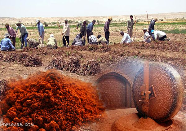 برداشت روناس