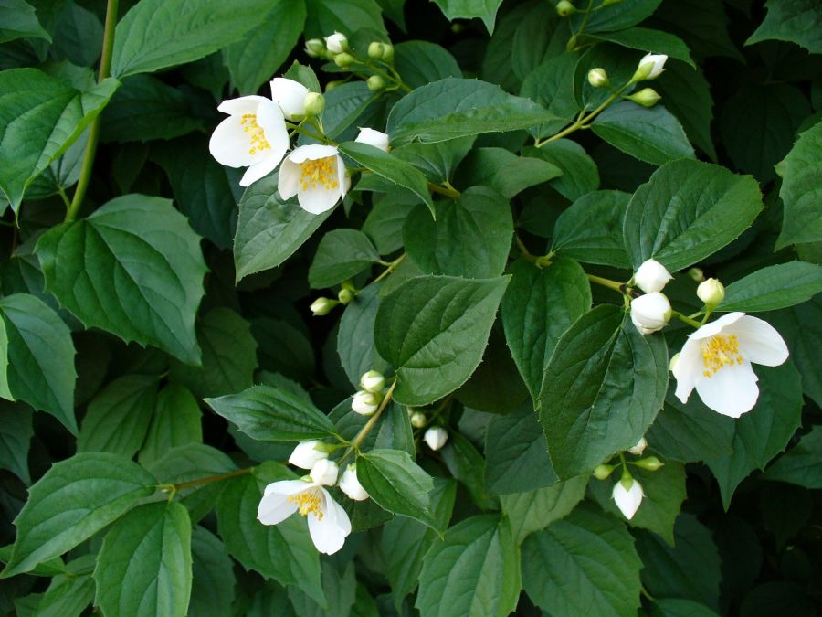 راهنمای کاشت و نگهداری نرگس درختی (2 نکته مهم)