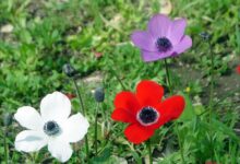 راهنمای کاشت و تکثیر گل باد  (2 نکته مهم)