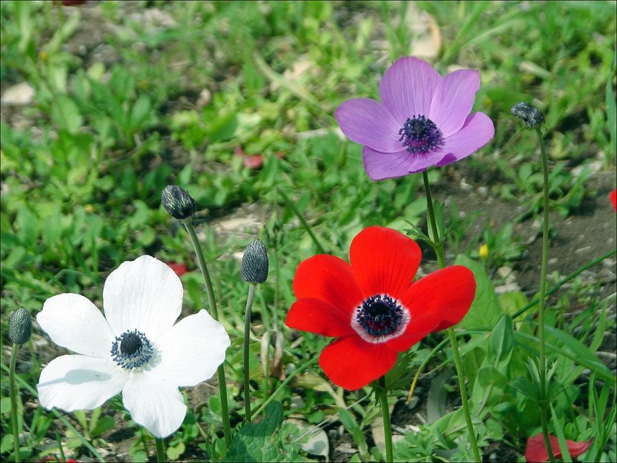 راهنمای کاشت و تکثیر گل باد  (2 نکته مهم)