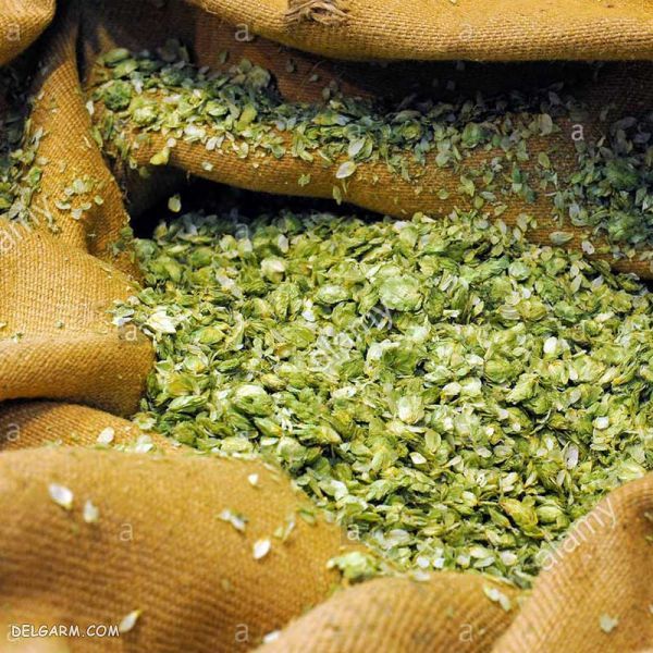 فوت و فن کاشت و پرورش گیاه رازک (2 نکته مهم) رازک خشک
