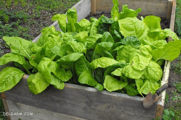 دستورالعمل کاشت گیاه اسفناج برای برداشت محصول بهتر