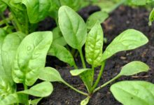 دستورالعمل کاشت گیاه اسفناج برای برداشت محصول بهتر (2 نکته مهم)