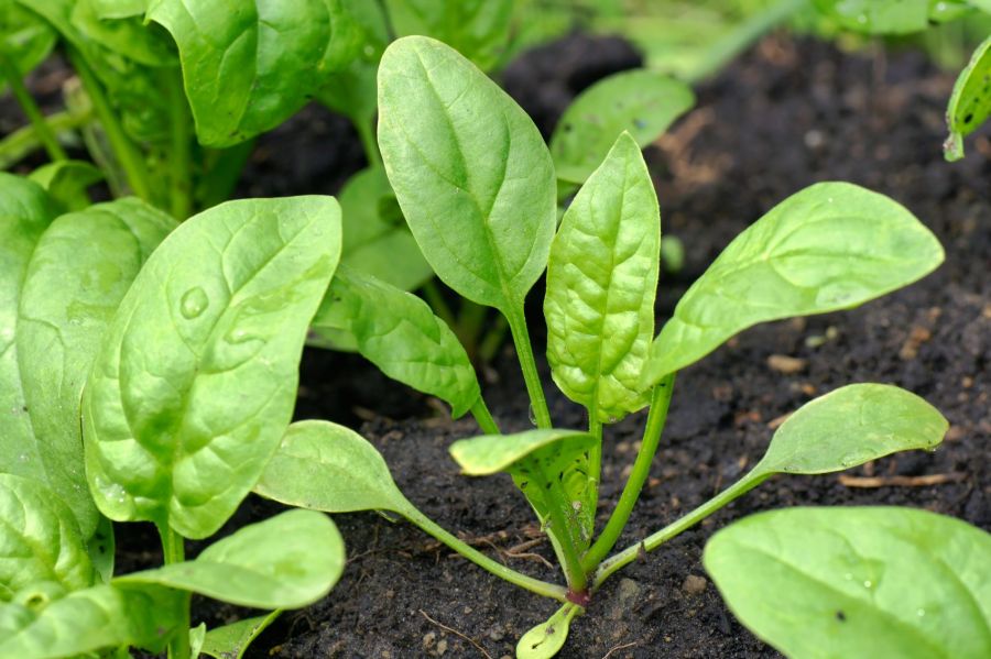 دستورالعمل کاشت گیاه اسفناج برای برداشت محصول بهتر (2 نکته مهم)