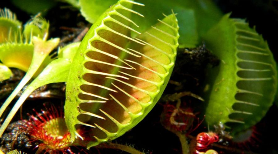آشنایی با ویژگیهای گیاهان گوشتخوار  (2 نکته مهم)