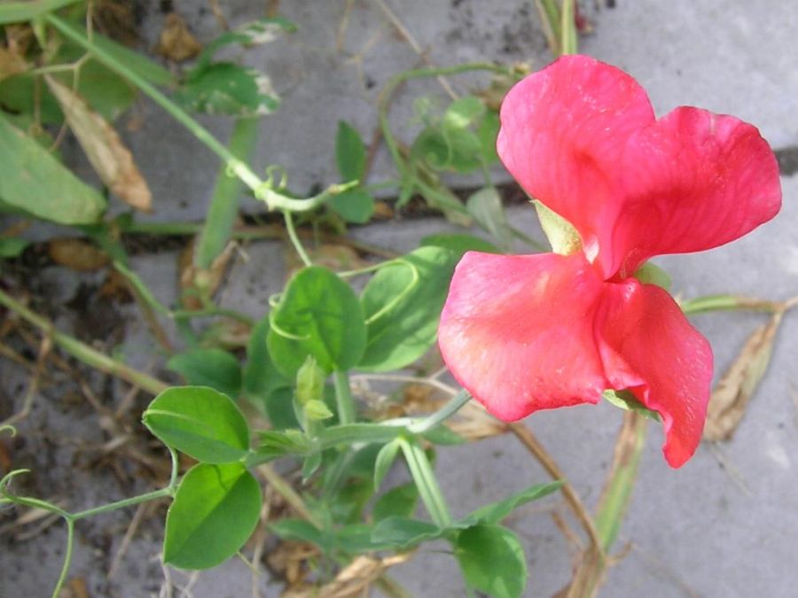 آشنایی با گیاه گل نخود و روش کاشت آن (2 نکته مهم) آشنایی با گیاه گل نخود و روش کاشت آن (2 نکته مهم)