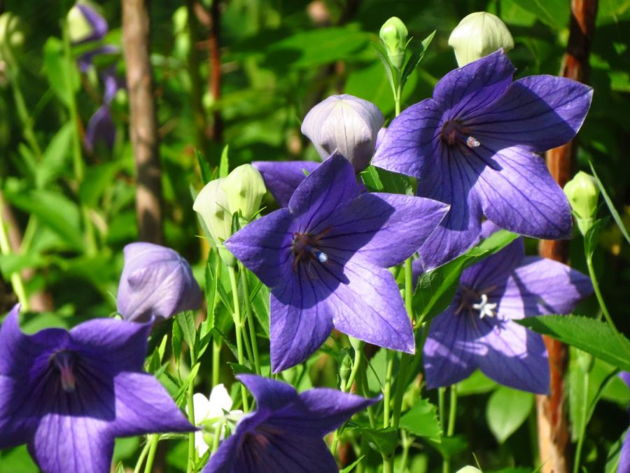 آشنایی با گل زنگوله‌ای چینی (2 نکته مهم)