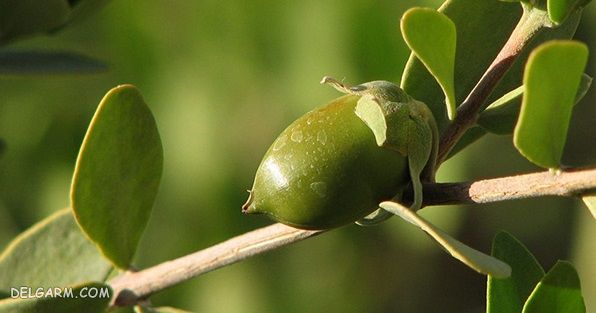 jojoba
