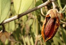 راهنمای کاشت و تکثیر درختچه جوجوبا (2 نکته مهم)