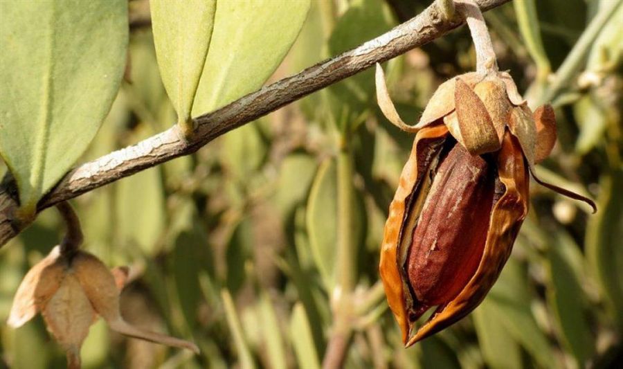 راهنمای کاشت و تکثیر درختچه جوجوبا (2 نکته مهم)