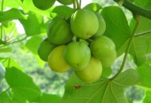 آشنایی با درختی عجیب به نام جاتروفا (2 نکته مهم)