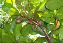 آشنایی با درخت لوز و کاربردهای دارویی آن (2 نکته مهم)