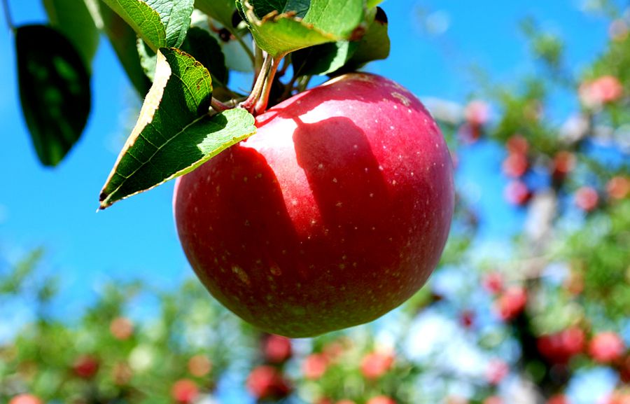 آموزش کاشت هسته سیب در گلدان در منزل (2 نکته مهم)