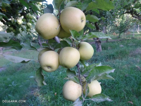 درخت سیب