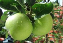 راهنمای جامع کاشت و تکثیر درخت سیب (2 نکته مهم)