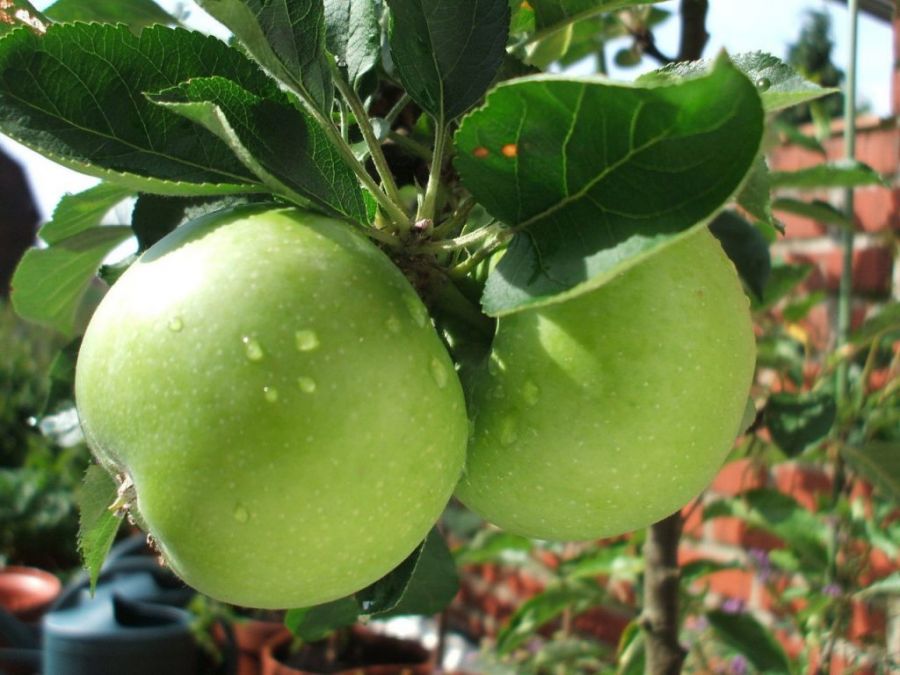 راهنمای جامع کاشت و تکثیر درخت سیب (2 نکته مهم) راهنمای جامع کاشت و تکثیر درخت سیب (2 نکته مهم)