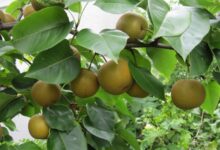 راهنمای کاشت و نگهداری گلابی وحشی (2 نکته مهم)