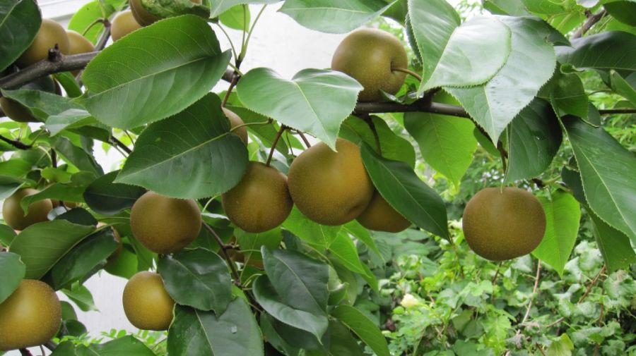 راهنمای کاشت و نگهداری گلابی وحشی (2 نکته مهم)