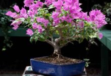 روش کاشت و تکثیر درختچه های مینیاتوری (2 نکته مهم)
