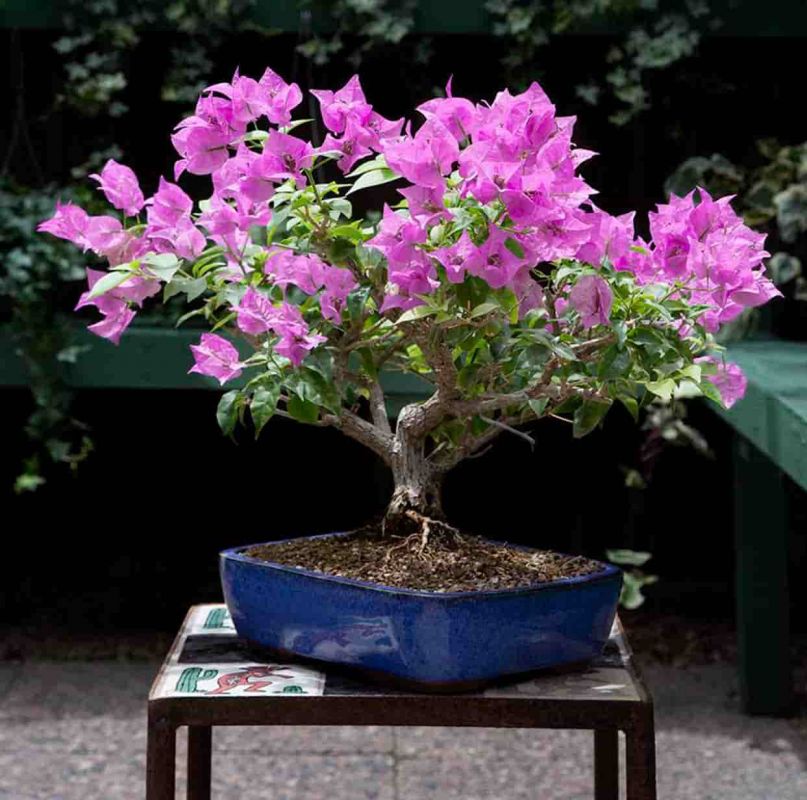 روش کاشت و تکثیر درختچه های مینیاتوری (2 نکته مهم) روش کاشت و تکثیر درختچه های مینیاتوری (2 نکته مهم)