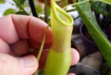 آشنایی با گیاه کوزه ای و فواید آن در پزشکی (2 نکته مهم)