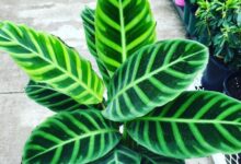 راهنمای نگهداری و پرورش گیاه کالاتیا اوبیفولیا (2 نکته مهم)