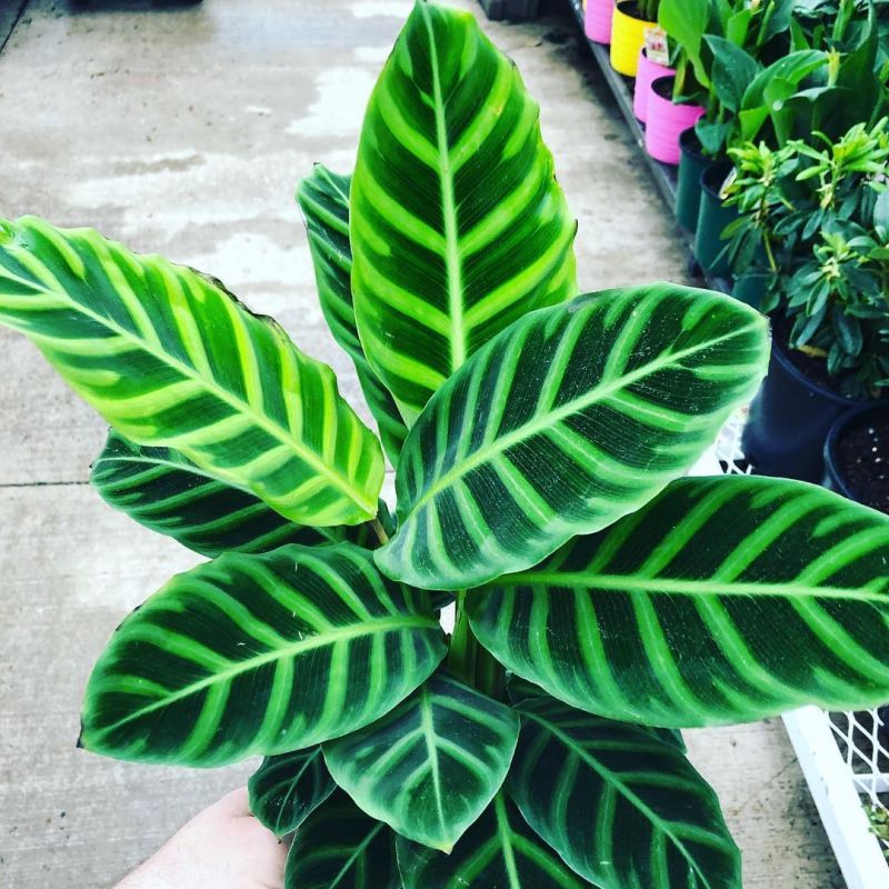 راهنمای نگهداری و پرورش گیاه کالاتیا اوبیفولیا (2 نکته مهم)