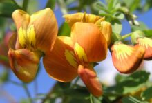 آشنایی با درختچه دغدغک و خواص دارویی آن (2 نکته مهم)