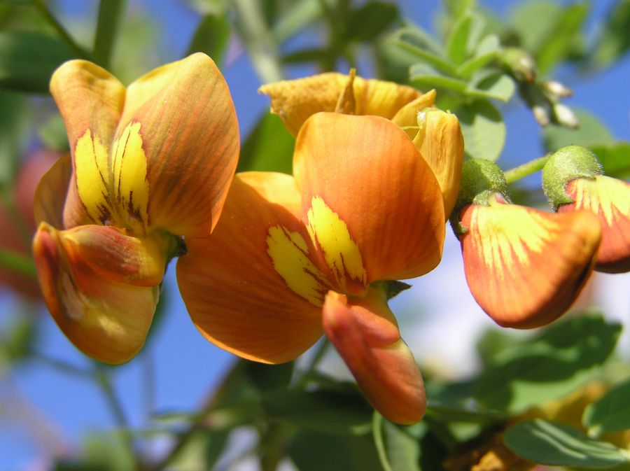 آشنایی با درختچه دغدغک و خواص دارویی آن (2 نکته مهم)