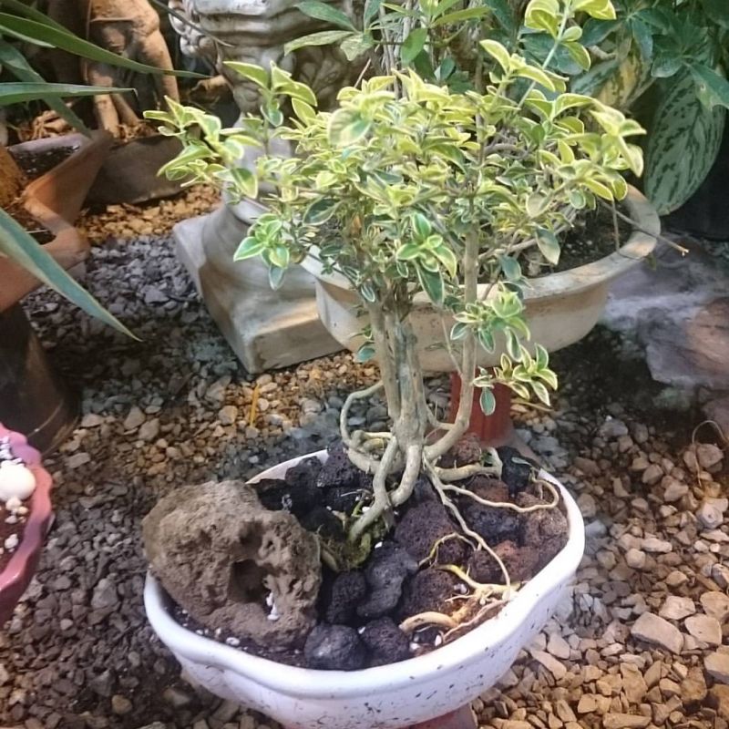 معرفی درختچه شمشاد ژاپونیکا (2 نکته مهم) معرفی درختچه شمشاد ژاپونیکا (2 نکته مهم)