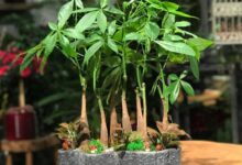 راهنمای کاشت و تکثیر درختچه پاچیرا (2 نکته مهم)