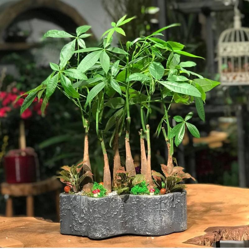 راهنمای کاشت و تکثیر درختچه پاچیرا (2 نکته مهم) راهنمای کاشت و تکثیر درختچه پاچیرا (2 نکته مهم)