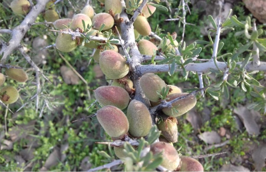 معرفی درختچه تنگرس و کاربردهای آن (2 نکته مهم) معرفی درختچه تنگرس و کاربردهای آن (2 نکته مهم)