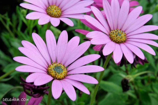 مینای آفریقایی