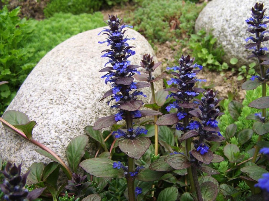 راهنمای کاشت و پرورش گیاه آجوگا (لبدیسی رونده) (2 نکته مهم)