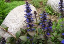 راهنمای کاشت و پرورش گیاه آجوگا (لبدیسی رونده) (2 نکته مهم)