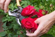 فوت و فن کاشت و تکثیر حرفه ای گل رز (2 نکته مهم)