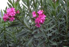 راهنمای کاشت و تکثیر گیاه خرزهره (2 نکته مهم)